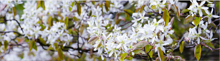 March 2025: Serviceberry